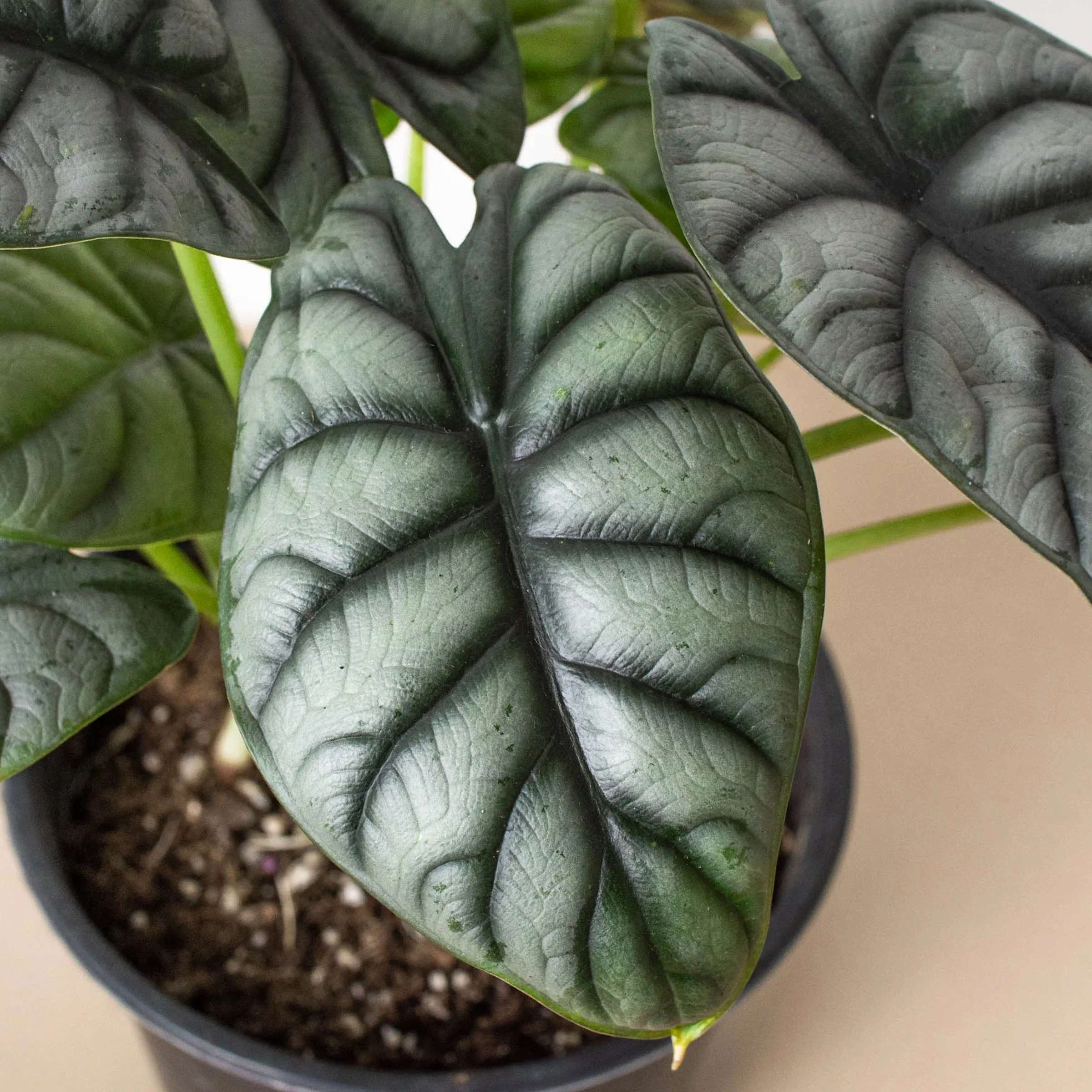 Alocasia Silver Dragon — Aloha Plant Life